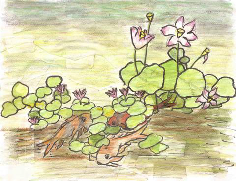 Image - lily pond sketch